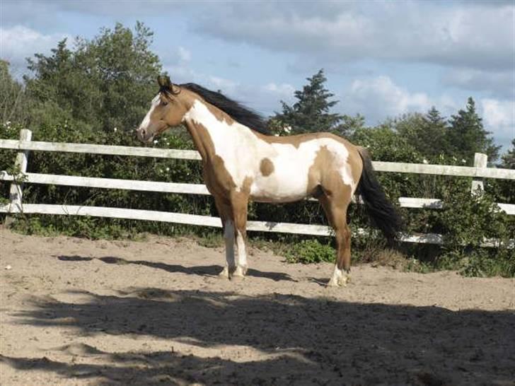 Paint Laddy billede 14