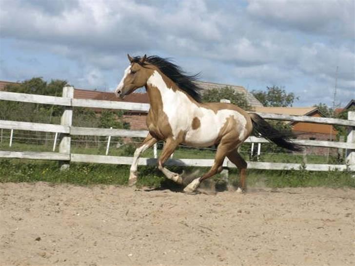 Paint Laddy billede 15