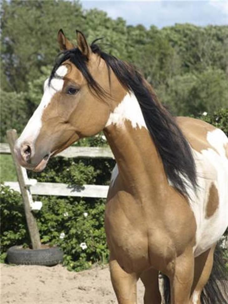 Paint Laddy billede 16