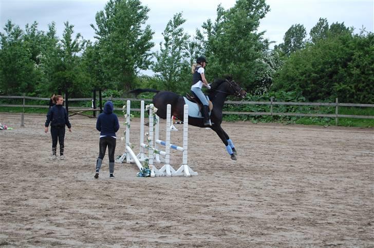 Traver Tazz <3*R.I.P.d.21/4'10* - Til stævne, 60 cm.  billede 9