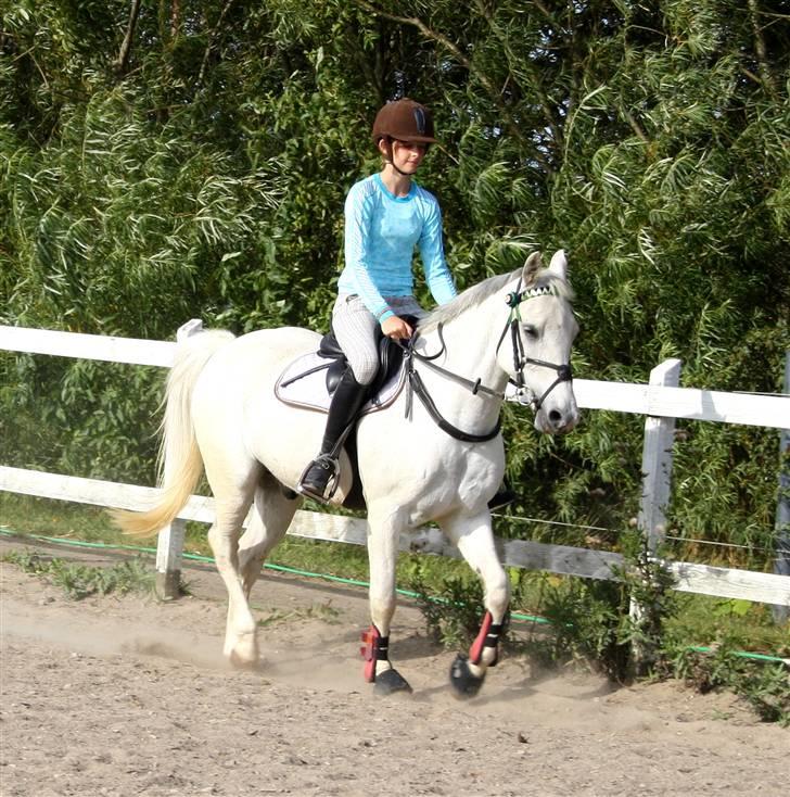 Anden særlig race Chagall - dressur (: <3 foto: katrine billede 15