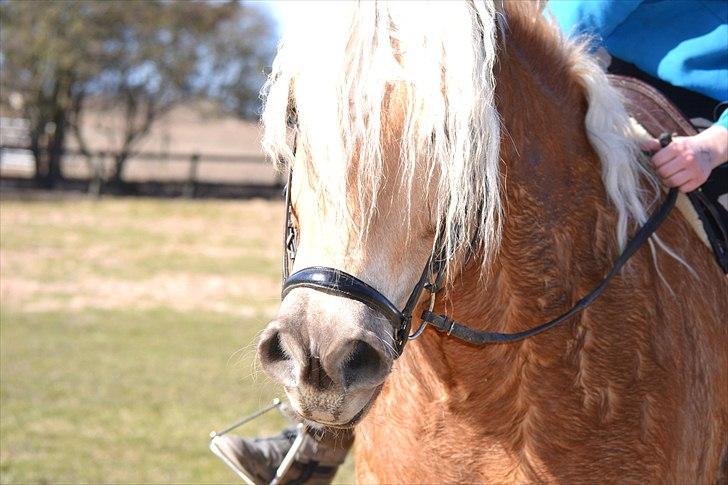Tyroler Haflinger Whisper Elghuset - En herlig forårsdag - foto: Stine Hornemann Rasmussen billede 3