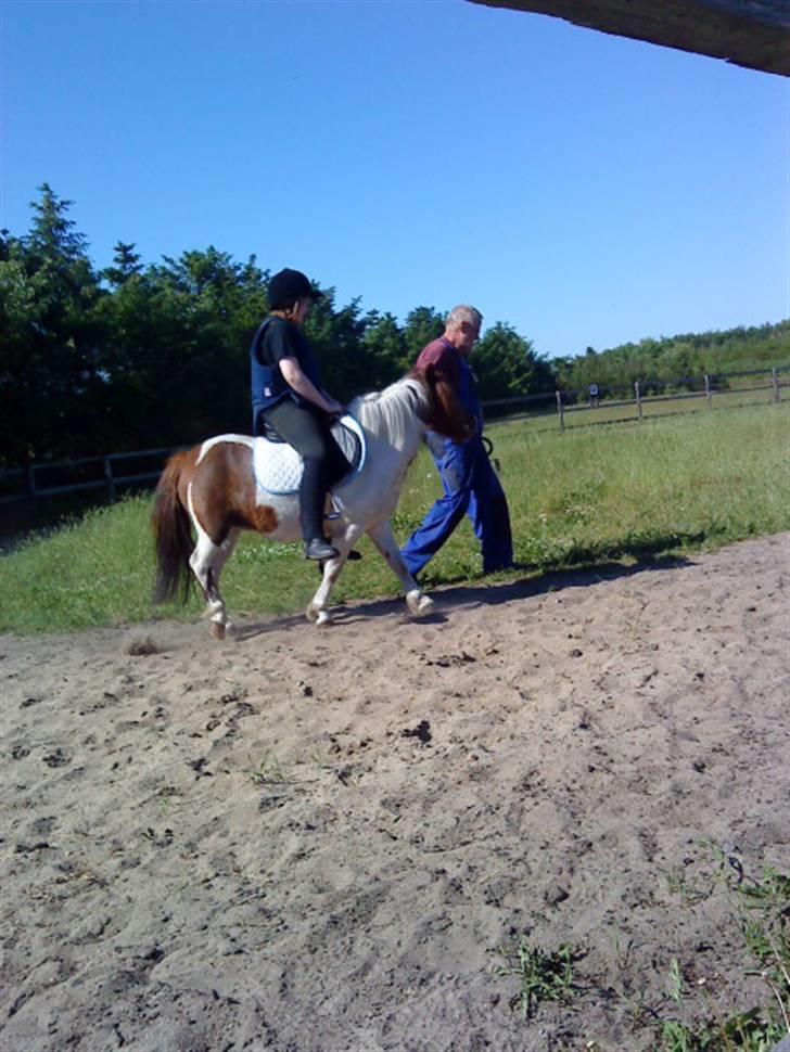Shetlænder Dixi *tilrider/rider* - Vi træner med hende billede 15