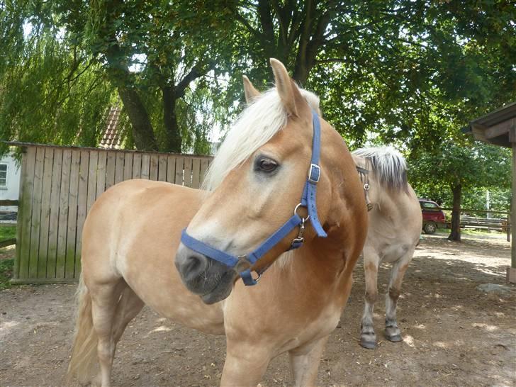 Tyroler Haflinger Whisper Elghuset - Hjemme på gården. billede 5