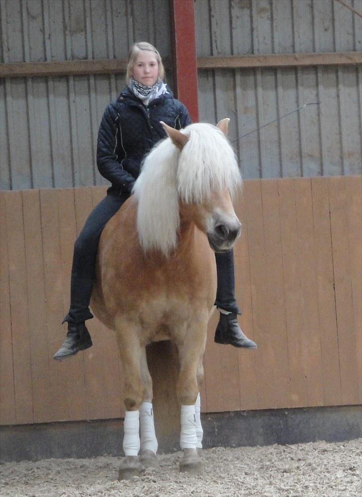 Tyroler Haflinger Whisper Elghuset - Træning uden udstyr. billede 9