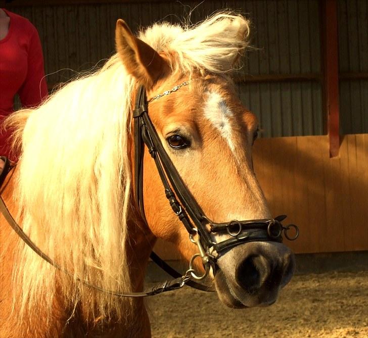 Tyroler Haflinger Whisper Elghuset - En af de første gange Whisper var under ridning. billede 11