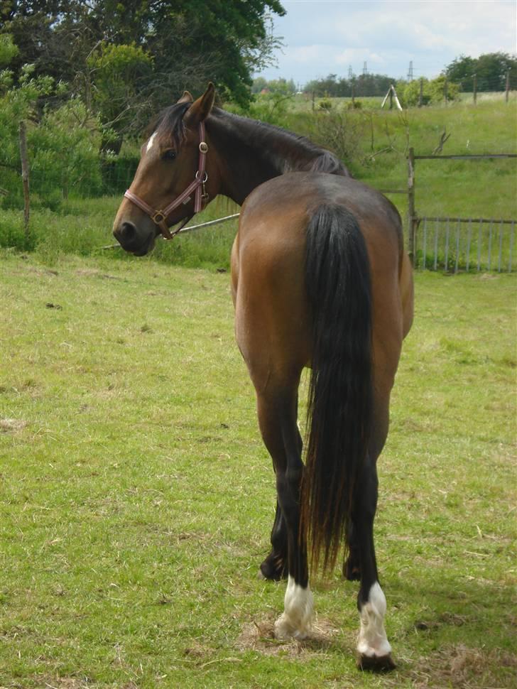 Anden særlig race Carmen Electra billede 1