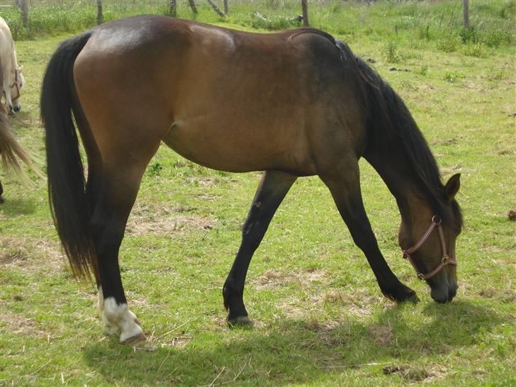 Anden særlig race Carmen Electra billede 2