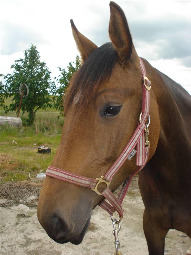 Anden særlig race Carmen Electra billede 3