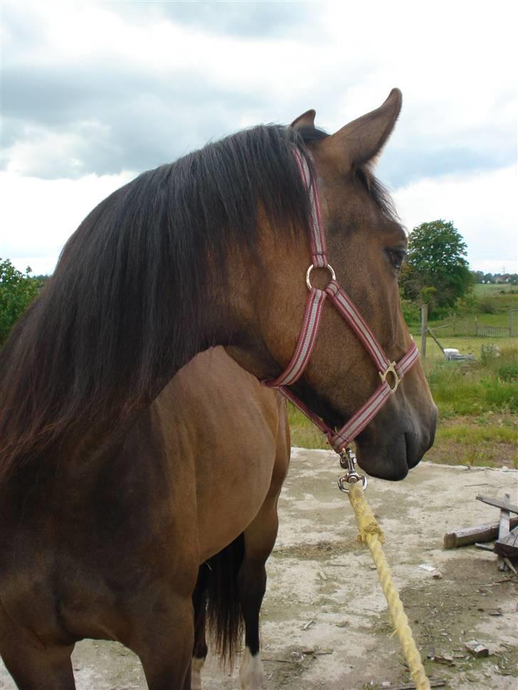Anden særlig race Carmen Electra billede 4