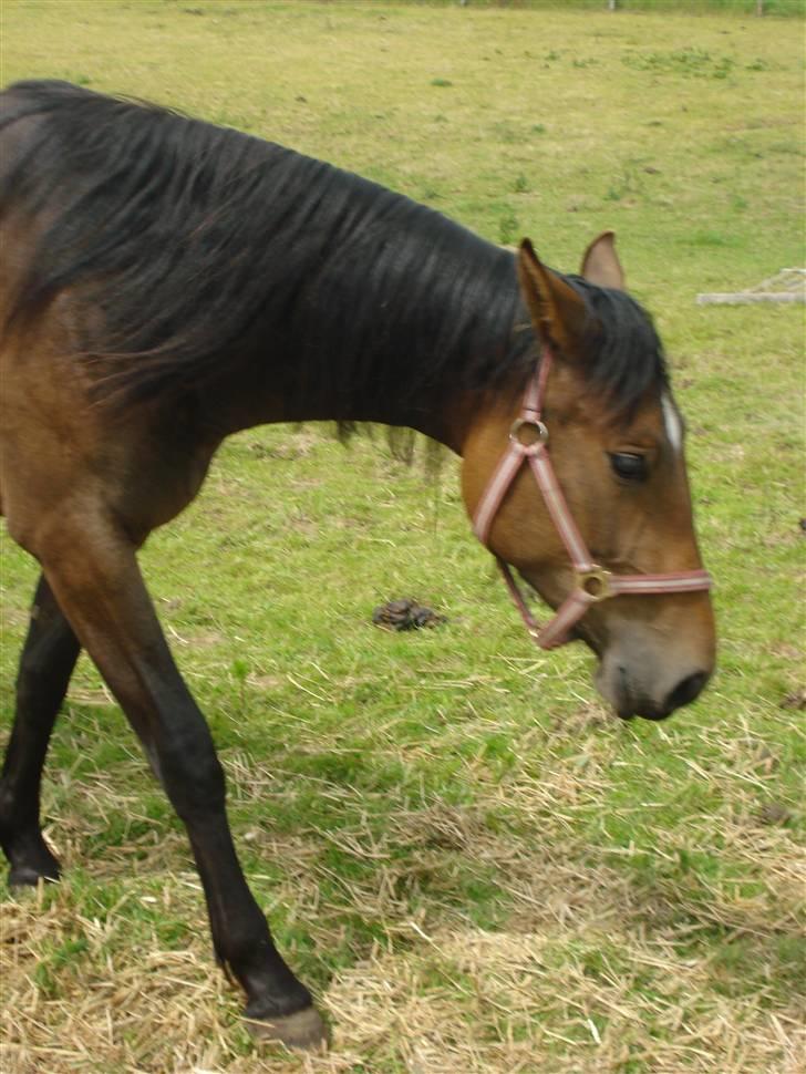 Anden særlig race Carmen Electra billede 5