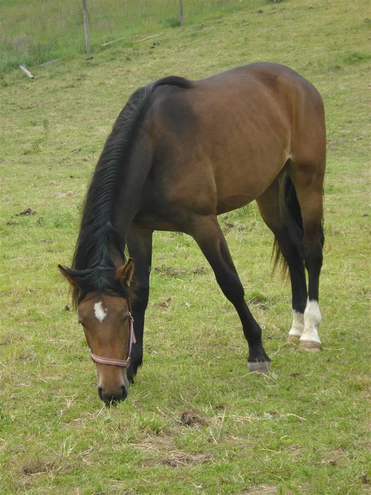 Anden særlig race Carmen Electra billede 6