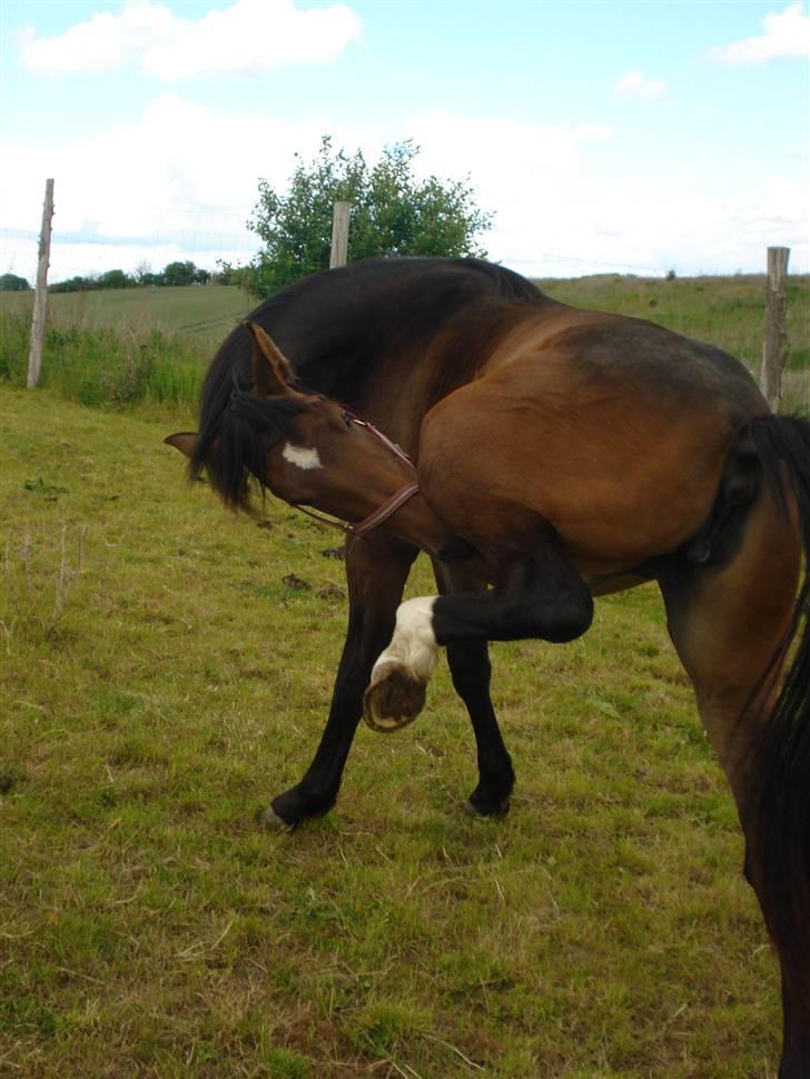 Anden særlig race Carmen Electra billede 7