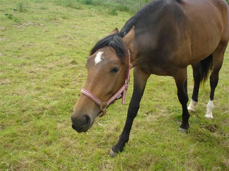 Anden særlig race Carmen Electra billede 8