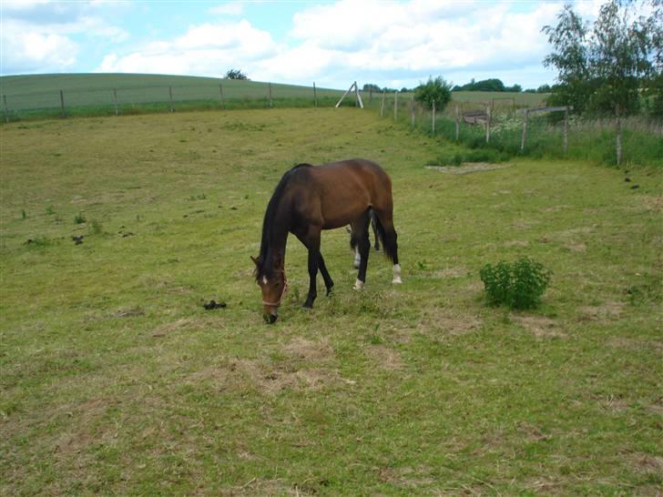 Anden særlig race Carmen Electra billede 9