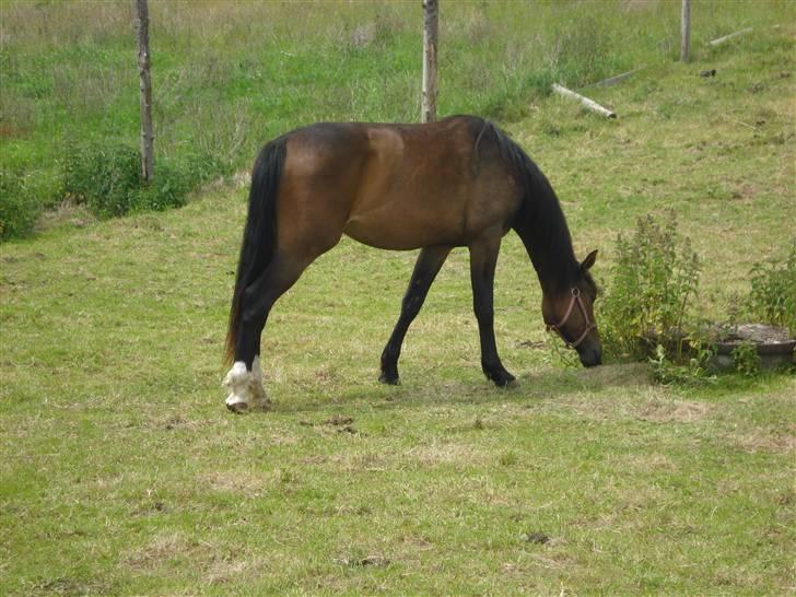 Anden særlig race Carmen Electra billede 10
