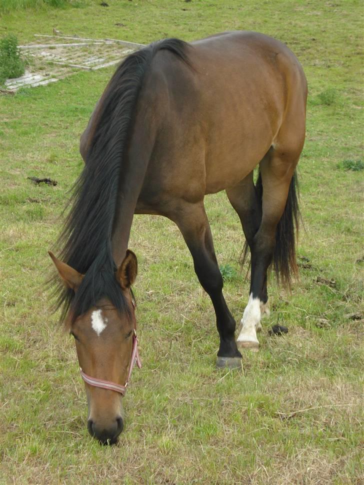 Anden særlig race Carmen Electra billede 11