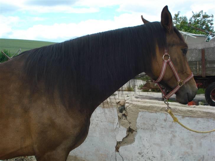 Anden særlig race Carmen Electra billede 12