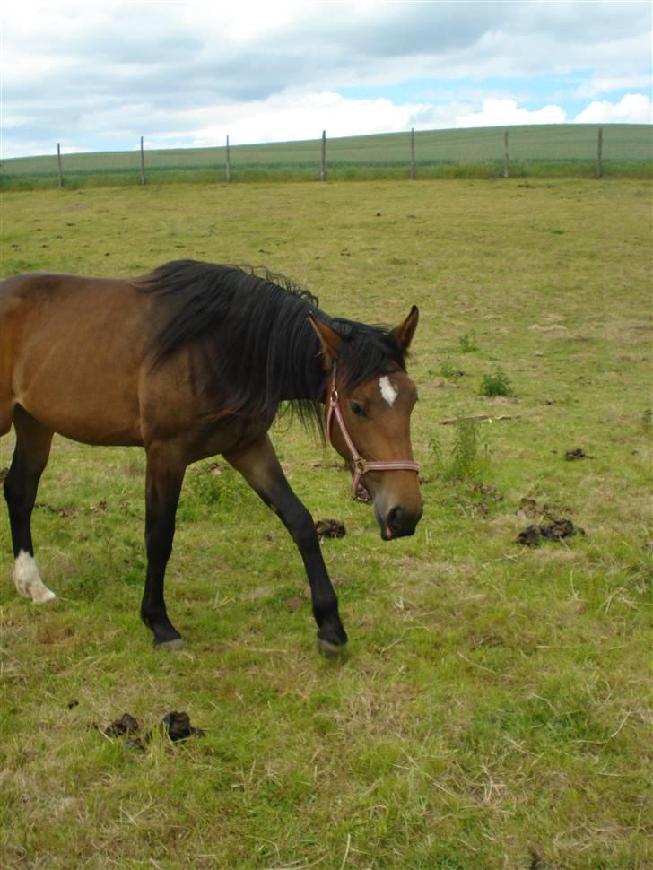 Anden særlig race Carmen Electra billede 13