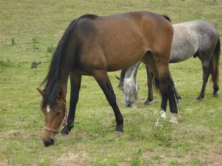 Anden særlig race Carmen Electra billede 14