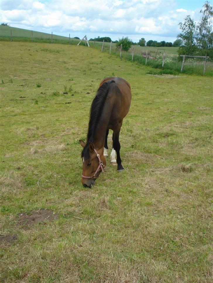 Anden særlig race Carmen Electra billede 15