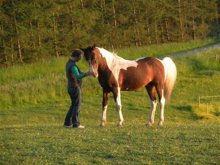 Pinto Indiana Jones (mors part) billede 12