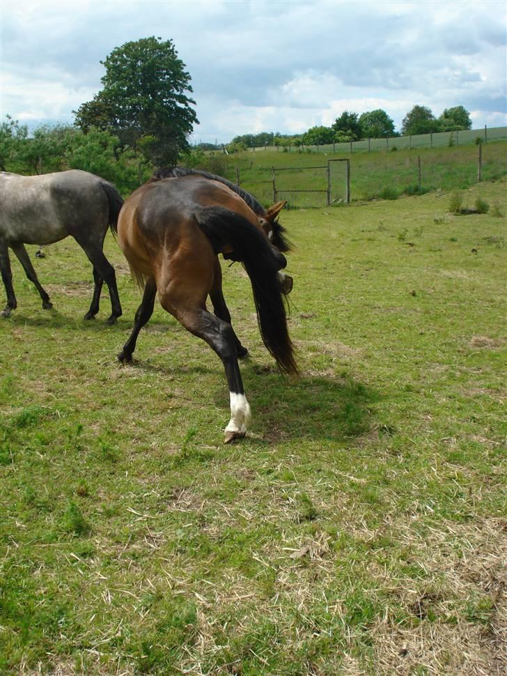 Anden særlig race Carmen Electra billede 16