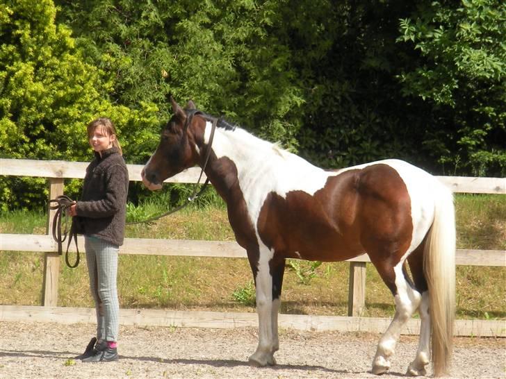 Pinto Indiana Jones (mors part) - Hvad ser du Hannah som jeg ikke ser? billede 14