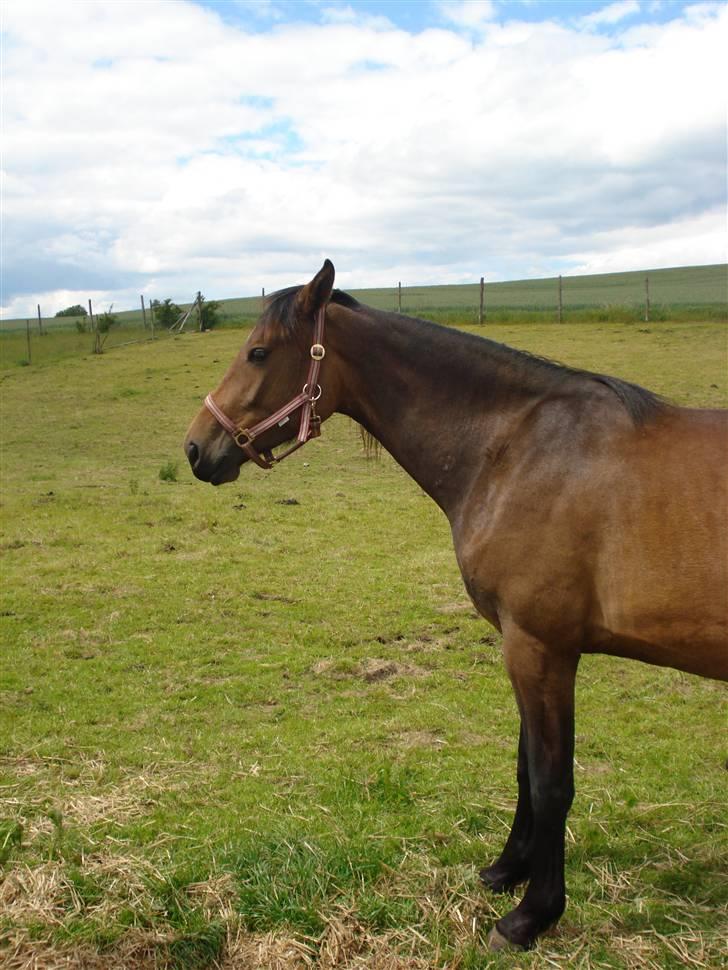 Anden særlig race Carmen Electra billede 17