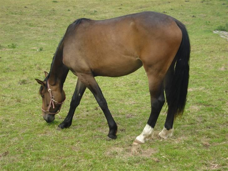 Anden særlig race Carmen Electra billede 18