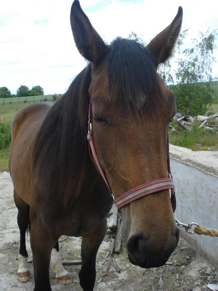Anden særlig race Carmen Electra billede 19