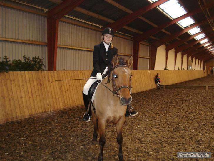 Anden særlig race Prunz (Elev Pony, Solgt) billede 16