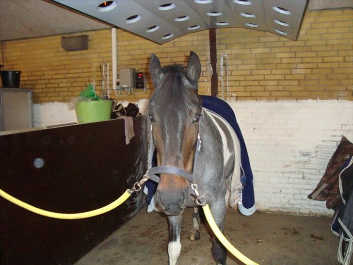 Anden særlig race Kira "SOLGT" ;'(( - 10; Er ved at sadle op til en spring time:-D billede 10