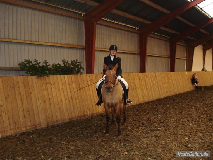 Anden særlig race Prunz (Elev Pony, Solgt) billede 17