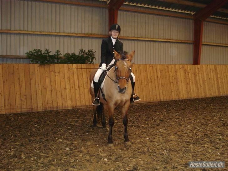 Anden særlig race Prunz (Elev Pony, Solgt) billede 18
