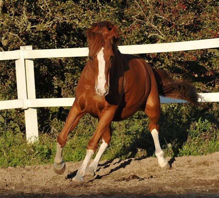 DSP bjørnemose´s zar SOLGT :`(<3<3 - Foto : Jani Pedersen billede 3