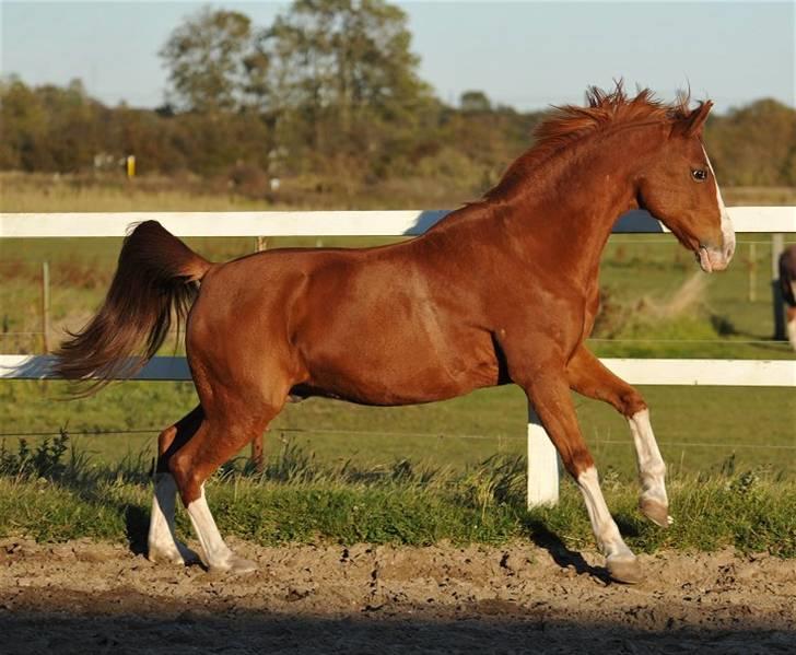 DSP bjørnemose´s zar SOLGT :`(<3<3 - Foto : Jani Pedersen billede 4