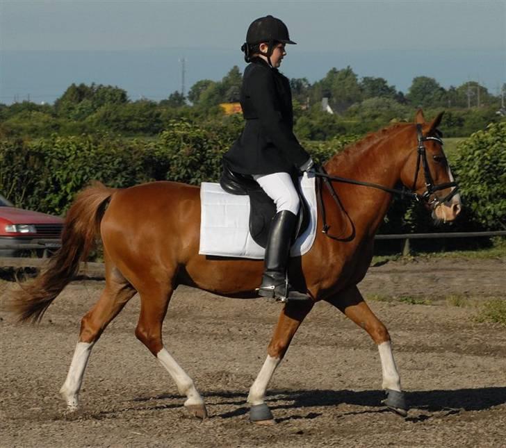 DSP bjørnemose´s zar SOLGT :`(<3<3 - Foto : kim Holst billede 9