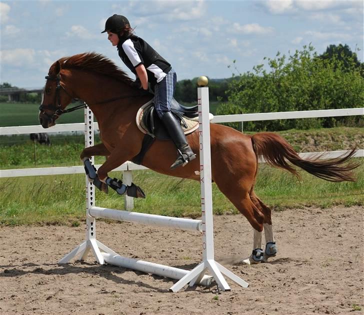 DSP bjørnemose´s zar SOLGT :`(<3<3 - Foto : Jani Pedersen billede 10