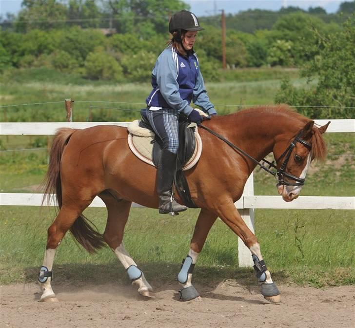 DSP bjørnemose´s zar SOLGT :`(<3<3 - Foto : Jani Pedersen billede 17
