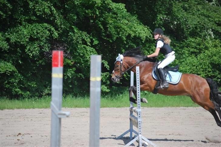 New Forest Ørholm's Parcifal (Part) - joker sprining igen:D billede 4