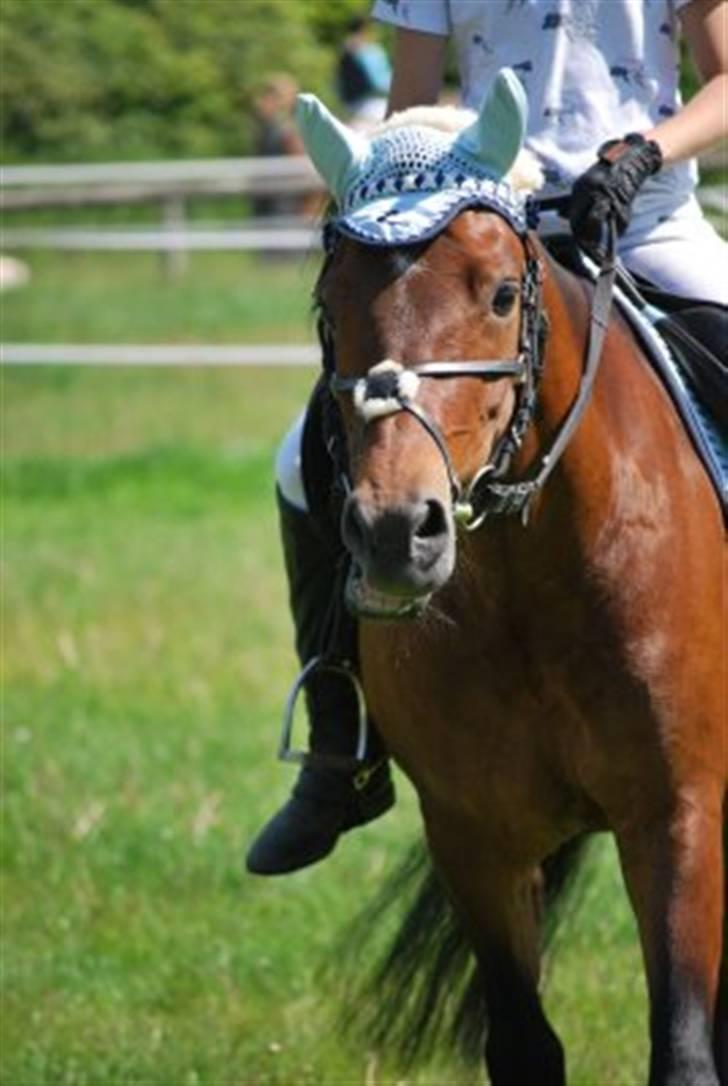 New Forest Ørholm's Parcifal (Part) - min lille tykke springer ;) elsker dig!! billede 5