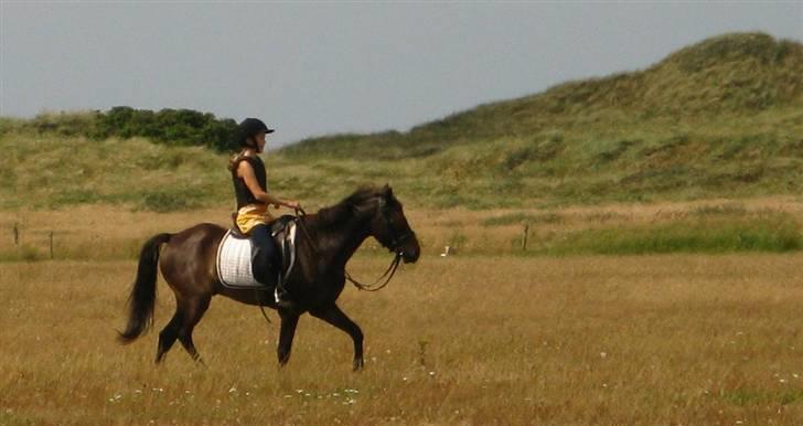 DSP Ringo *rider ikke mere* - Siden tidernes morgen har mennesket haft et særligt forhold til hesten. Intet andet dyr har været så intelligent og loyalt i tjenesten - Hesten har altid stillet sin styrke og loyalitet til rådighed for mennesket.  billede 1