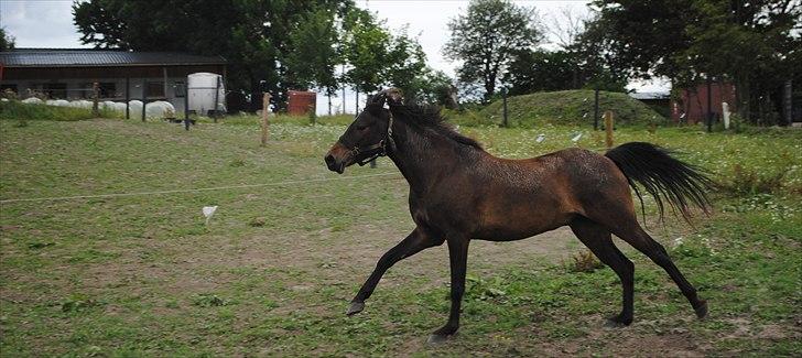 DSP Ringo *rider ikke mere* - jorde basse ;D billede 8