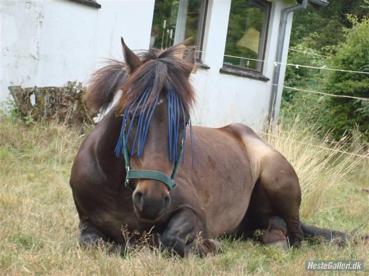 DSP Ringo *rider ikke mere* - Søde søde diig<333 billede 15