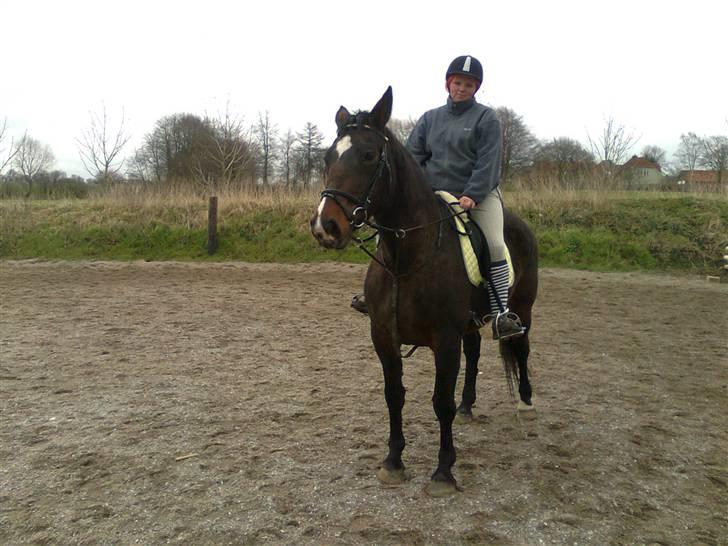 Dansk Varmblod R.I.P flicka billede 16