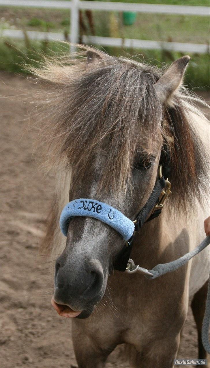 Anden særlig race Sir duke billede 19