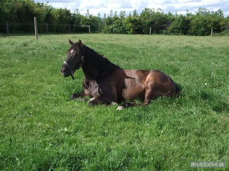 Sportsaraber (A) Beauty - Min lille trætte pony.  billede 3