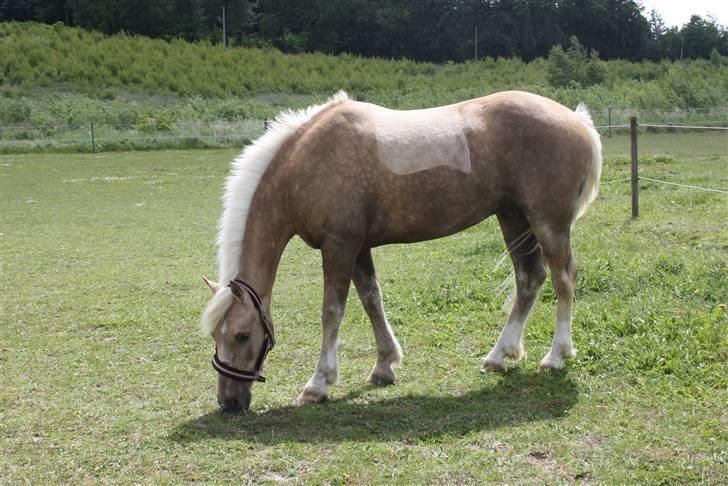 Connemara Engvejens Sunny *SOLGT*  - "Jeg står altså lige og æder!" Foto: Mig selv. billede 19