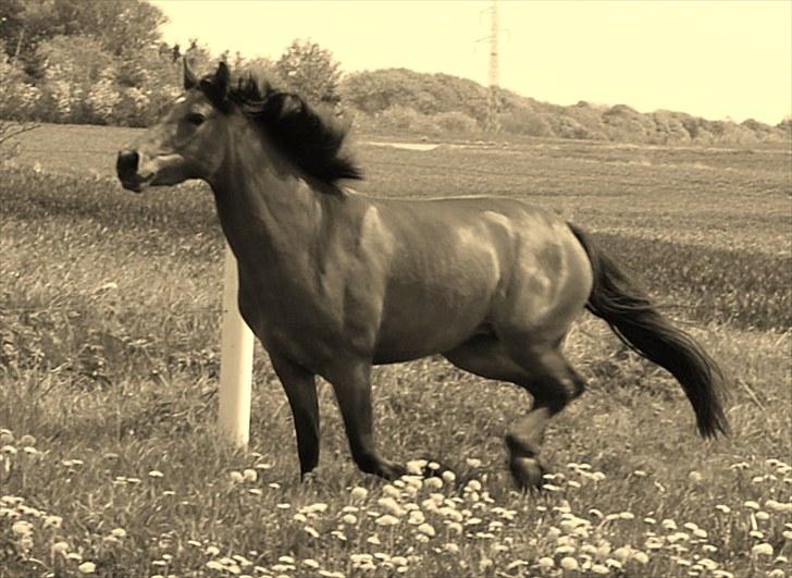 Cruzado Vanilla sky (solgt) billede 9